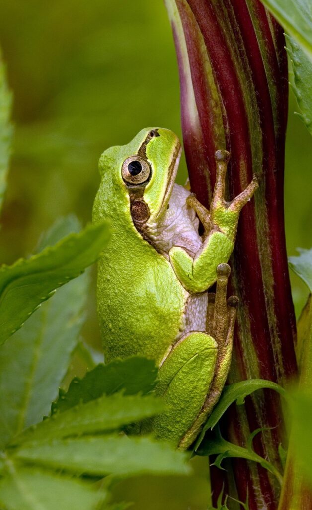 脂肪吸引後の固いしこりや硬縮をほぐす方法は？